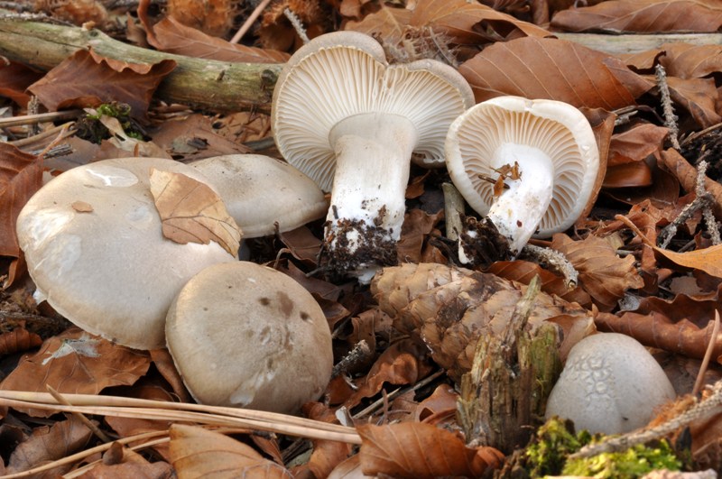 3 Hygrophorus dell''Orecchiella.